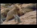 Skiing penguins! - Andes: The Dragons Back - BBC Wildlife