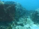Demo Frontera Azul