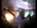 Abby broke teeth on Crate 8-13-08