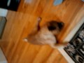 My Pug Gizmo tilting his head...so cute!