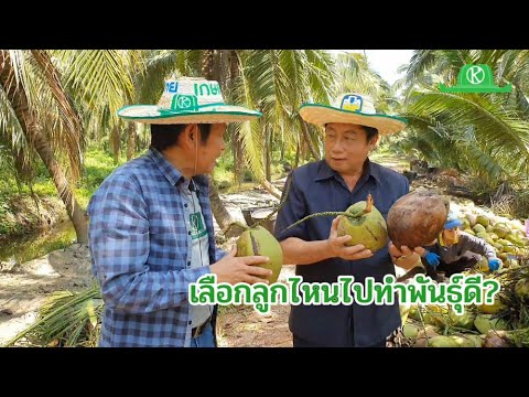 วิธีคัดเลือกลูกมะพร้าวน้ำหอมมาทำพันธุ์ และการปลูกแบบราชบุรี (ฟังชัดๆอีกครั้ง)