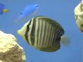 Zebrasoma desjardinii
