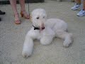 Fly Whippet & friends - Sighthound Meeting