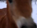 superpony amber