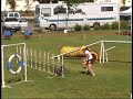 AKC Welsh Corgie DTC Agility Trial