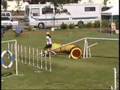 AKC Welsh Corgie DTC Agility Trial