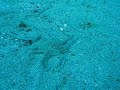 Octopus in the open Octopus in the open