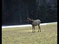Canada Banff Wildlife