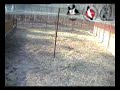Хроники стерха http://birder.ru4 апреля 2008 года(10.10) Киэнг пытается выяснять отношения с соседями справа. Там живет другая пара стерхов -- Бакул и Бюгючен. Фото Бакула-Бюгючен. Некоторые доски дощатой стены рассохлись, и птицы имеют мельком возможность видеть соседей. Это их раздражает, они пытаются «достать» сопреников через небольшие щели между досками. Соседствующие журавли постоянно слышат друг друга, но это мало беспокоит их. Особенно раздражает их на вид соперника, поэтому персонал следит, чтобы у соседних пар не было визуального контакта.   Уличная вольера для журавлей -- не только место прогулок, прежде всего -- среда обитания. Здесь не болото, но есть почва с богатым содержимым: растут травянистые и кустарниковые растения, живут насекомые и их личинки, дождевые черви. В вольеру заползают ужи, залетают мелкие воробьиные птицы, лесные мыши и полевки устраивают свои норки, падают желуди и другие семена растущих рядом деревьев. Все это представляет большой интерес для стерхов. Много времени птицы копают почву клювами. Они зондируют ее, вытаскивают корешки растений, насекомых, семена и съедают их. Со времени постройки вольерного комплекса в земле похоронены осколки кирпича, куски проволоки, битое стекло. Все эти несъедобные предметы журавли вытаскивают из земли и оставляют на ее поверхности. Этот мусор небезопасен для птиц, поэтому время от времени персонал убирает его, осматривая вольеру. В это время обеих птиц закрывают в их внутренней вольере, воспользовавшись временем утреннего кормления, когда обе птицы приходят полакомиться завтраком.Время от времени обе птицы исчезают из поля зрения камеры -- они заходят в помещение, где располагаются поилка и кормушка.