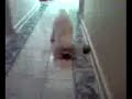 chacoalho-do-dudu.html