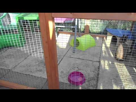 how to care for a rabbit rspca