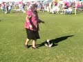 pomeranians - bitch puppies