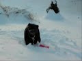 A Tribute to Abbe, Beloved Rotty, RIP Baby Girl