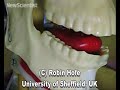Artificial mouth sets tongue wagging