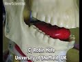 Artificial mouth sets tongue wagging