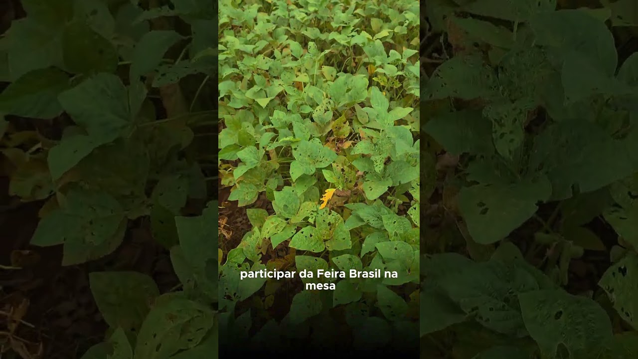 Vitrine Tecnológica