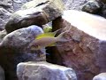 240L Tanganyika