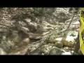 Sanremo 2006 Downhill
