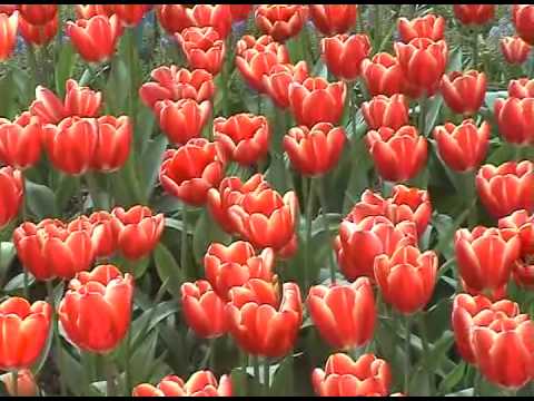 holland - The flowers of Keukenhof in Spring - truly spectacular.