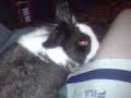 fluffee-jumps-up.html