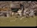 USF Defense 2005