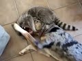 Raccoon dog play fight