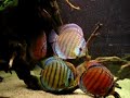 Acuario de discos salvajes Acuario de discos salvajes