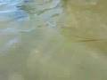 Shark Frenzy -- Leopard Sharks Attack Kayakers