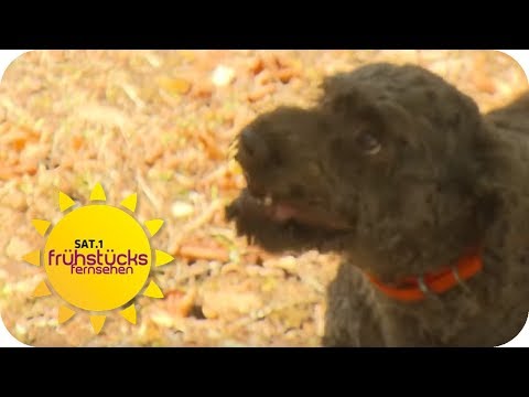 Trffelsuche im Wald mit dem Hund - Mirko Reeh ist dabei | SAT.1 Frhstcksfernsehen | TV