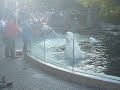 Beluga whale trick