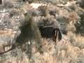 Galloping Mustang.mp4