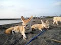 Fennec and kitten met on beach Fennec and kitten met on beach