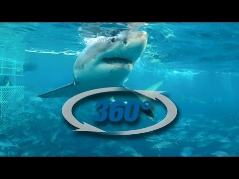 360° Shark Cage Dive with Calypso Star - YouTube