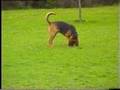 Bloodhound video