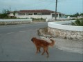 South Caicos: A small caribbean Island Teaming with Natural Beauty...