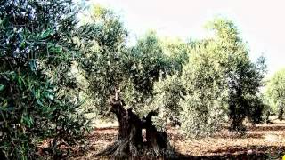 كفردان الماضي والحاضر والمستقبل.wmv