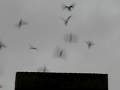 videos de Vaux swifts