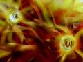 Uhibbu Allah wal Islam Ilahi Nasheed As sunna Verlag Melodie