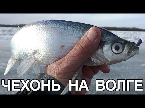 где и как ловить чехонь где и как ловить чехонь