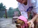 doggy dancing