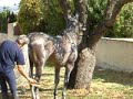Feria del Caballo de Piedrahita 2006