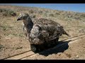 The Fembot Greater Sage-Grouse