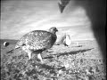 The Fembot Greater Sage-Grouse