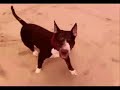 miki the bull terrier miki the bull terrier