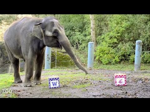 Un elefante predice el resultado de un partido de fútbol americano