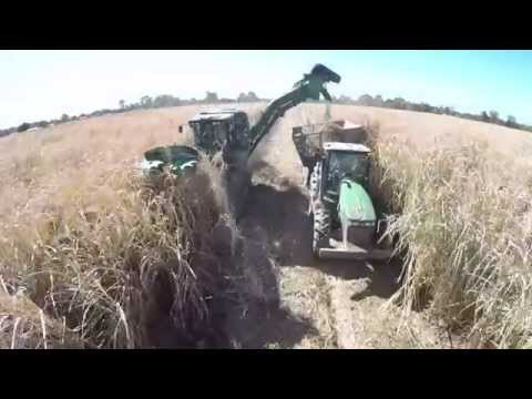 how to harvest sugar cane