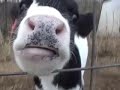 Baby Cows (Calves) are Cute! Icon