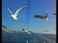 ince saz - istanbul