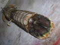 mantis shrimp.....虾蛄