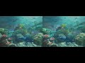 Stereoscopic Reef Exploration Stereoscopic Reef Exploration